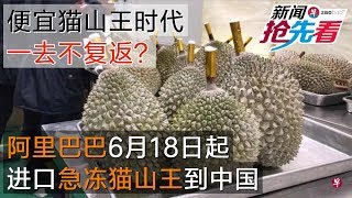 便宜猫山王时代一去不复返？阿里巴巴6月18日起进口急冻猫山王到中国（新闻抢先看20190531）