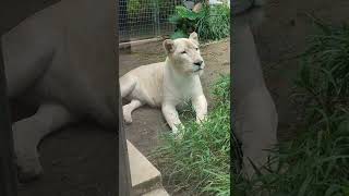 伍終夏●⑤ホワイトライオン・白獅子・リズムちゃん・沖縄こどもの国・・・White_Lion・Okinawa Zoo \u0026 Museum(20221005)