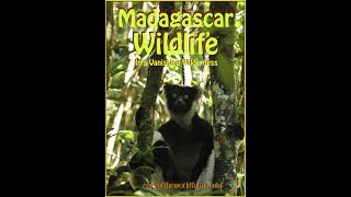 Meet the Indri Lemur of Madagascar