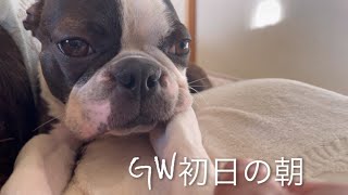 【ボストンテリア  ボステリ】青い瞳のネロ　GW初日の朝　2023.4.28