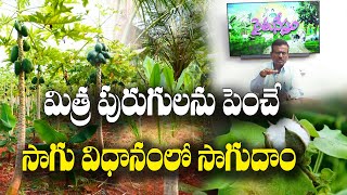 బహుళ పంటలను ఇలా సాగు చేస్తే.. అధిక దిగుబడులు | Grow Multiple Crops | K Ramachandram