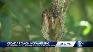 Wisconsin DNR issues warning for 'harvesting' cicadas