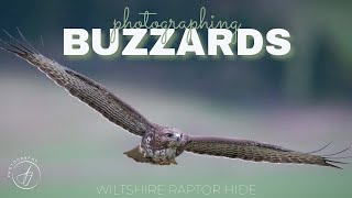 Photographing Buzzards || Sony A1 || Wiltshire Raptor Hide || 4K