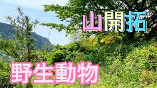 山開拓　#山開拓 75-27