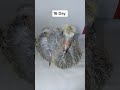 pigeon baby day 1 to 30 pigeon birds growth youtubeshorts