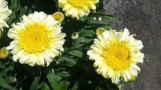 Leucanthemum : Real Charmer