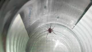 Паук Стеатода Steatoda