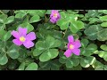 redwood sorrel oxalis oregana part 2 flowers