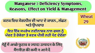 Manganese :- Deficiency Symptoms,  Reasons, Effects \u0026 Management (ਕਣਕ ਚ ਮੈਂਗਨੀਜ਼ ਦੀ ਘਾਟ ਤੇ ਸਪਰੇਅ)