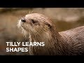 Rescued River Otter Tilly Learns Shapes