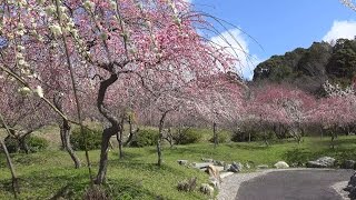 4K 東海一の梅林　満開のいなべ梅林公園(AX-100)