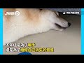 柴弟精準一摸「擁蛋入眠」網爆笑：不可以色色！｜寵物動物｜柴犬｜看新聞