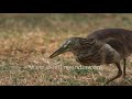 Pond Herons forage for insects in open grounds