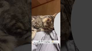 【すみねこ】ミルミル　自己紹介【多頭飼育崩壊から保護された猫たち】 #福岡県 #保護猫 #保護猫活動 #セカンドキャットライフ #すみねこ