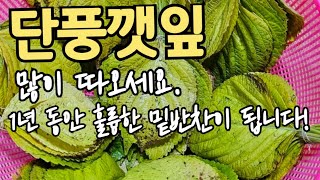 단풍깻잎 무조건 따오세요. 1년 동안  맛있는 반찬이 됩니다.