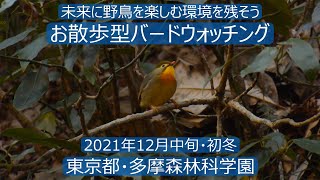 東京都・多摩森林科学園でお散歩型バードウォッチング　野鳥解説はあえてありません！　図鑑片手にご覧ください　ミヤマホオジロには出会えず…