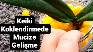 Bakalım kapalı sistem kekiki köklendirmemiz ne durumda ? ORKİDE BAKIMI - KEİKİ - ORKİDE KÖKLENDİRME