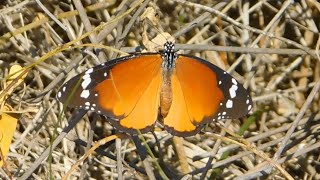 danaus chrysippus 2 - butterflies of Greece