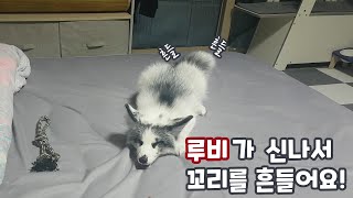 여우가 놀다가 신나서 꼬리를 흔들어요!(꼬리치는 여우🦊)ㅣ여우 루비