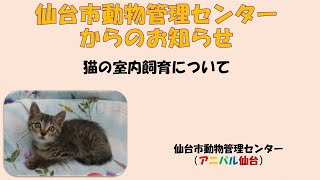 仙台市動物管理センターからのお知らせ　猫は室内で飼育しましょう！