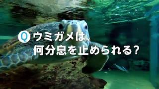 なぜなせ？ワクワク！九十九島パールシーリゾート