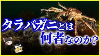 【ゆっくり解説】カニ化したヤドカリ…「タラバガニ」とは何者なのか？を解説/爆発的な繁殖力…収斂進化…歩く姿はエイリアン⁉