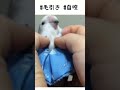 コザクラインコ 　トリザベスカラー　マッサージ shorts インコ lovebird