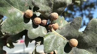 Oak leaf galls.