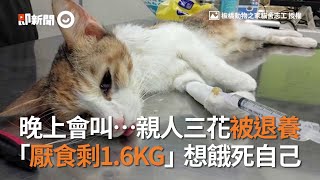 晚上會叫…親人三花被退養　「厭食剩1.6KG」想餓死自己│寵物│貓咪