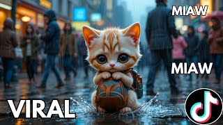 9 Minutes miaw miaw miaw song sad (lyrics video visual) Calming Music for Cats