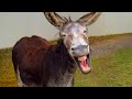 The Funniest Animal Videos On The Internet