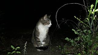 ねこ：救世軍士官学校（東京都杉並区和田一丁目）20200525 211938