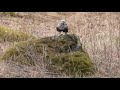 fjällvråk buteo lagopus