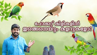 ഇത്രയും വെറൈറ്റി കളർ പോക്റ്റ്birds ഒന്നിച്ചു കണ്ടിട്ടുണ്ടോ.ഇതാ ഇവിടെ ഉണ്ട്