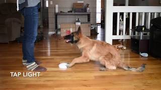 Helo the Belgian Tervuren Advanced Trick Dog Demo