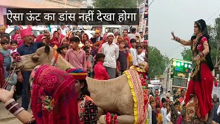 ऊंट का डांस / Camel dance video / New Rajasthani song 2025 #dance #camel #horse #dancevideo #new