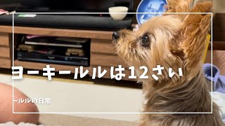 【ヨーキー】今日も元気にママと過ごす休日