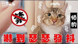 【SoybeanMilk Cat】The Tool that Makes Cats Shiver