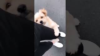 Aww...super cute 😂😂😂 [full]#shorts #cute #funny