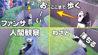 神回キタｗ天才パンダ結浜🐼こんな神ファンサ😍惚れてまうやろw