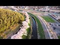 木曽川 郷瀬川 桜 ドローン 空撮 dji mavic mini 2020年 春