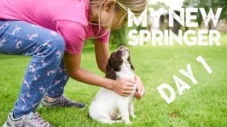 My CUTE new PUPPY comes home | Springer Spaniel