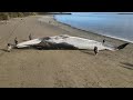 Inmensa ballena azul varada en una playa del sur de Chile | AFP