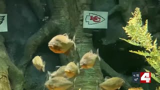 Piranha predicts Super Bowl winner