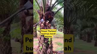 petani Thailand panen sawit #panenbuahkelapasawit #thailand