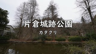 片倉城址公園　カタクリ　八王子市　散歩