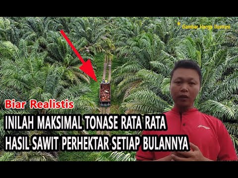 SATU HEKTAR KEBUN SAWIT HARUSNYA DAPAT TONASE SEGINI PERBULAN, APAKAH ...