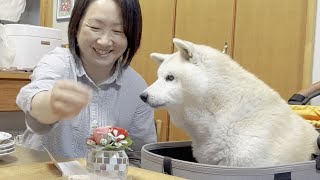 【母の日】大好きな母に日頃の感謝を伝える柴犬