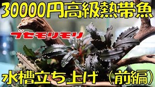 高級ベタ繁殖に挑戦！水槽立ち上げ（前編）【アクアリウム水槽金魚】