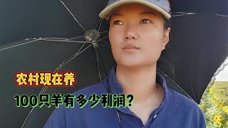 100只羊一年能收入多少？听牧羊姑娘告诉你纯利润，实话实说